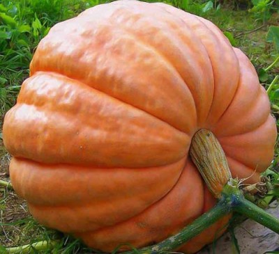 Pumpkin 100 Pounds 